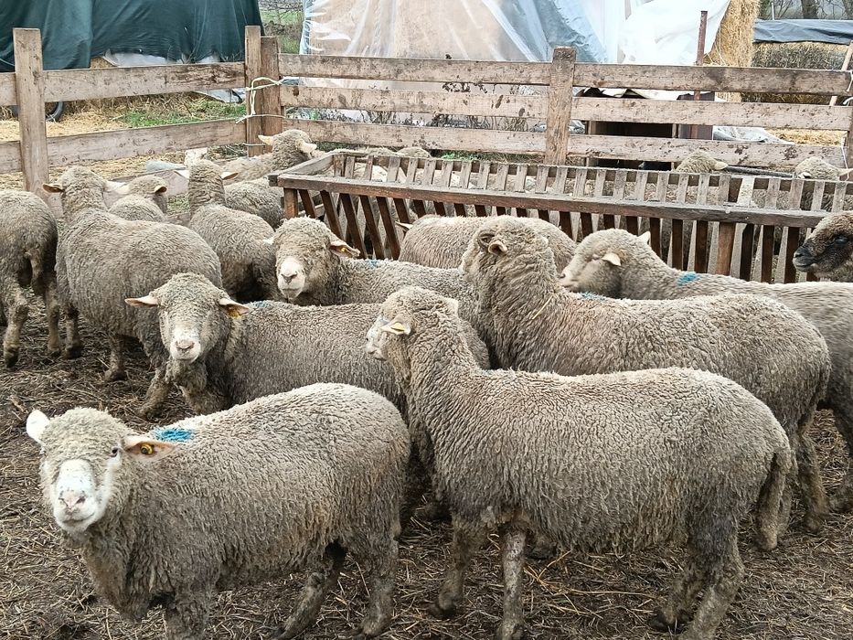 Vând 31 oii de prăsilă