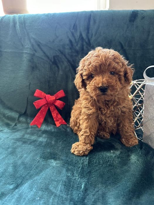 МИНИ Пудел момиче