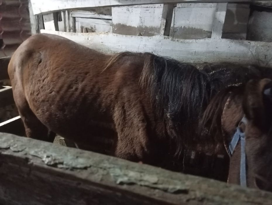 Продам тайчик с табуна
