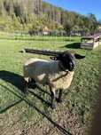 Vand berbec suffolk 2 ani