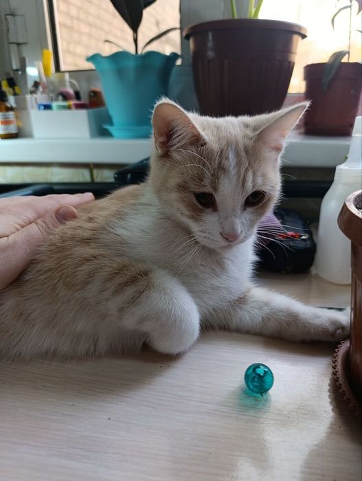 Кошечки в добрые руки