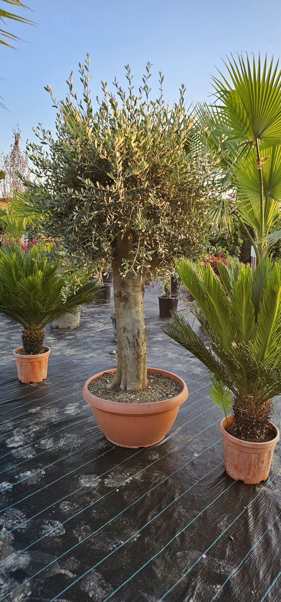 Tuia leylandi ( chamaecyparis) pon pon - spirala- palmieri