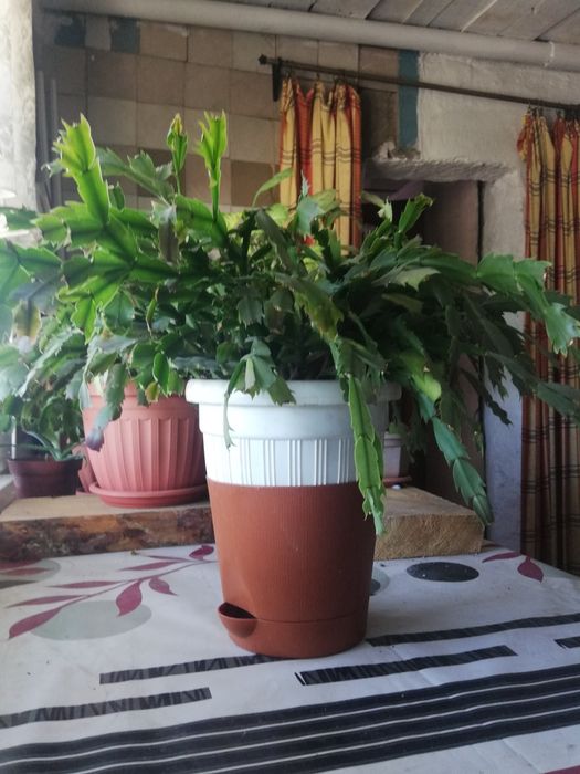 Продам цветок, декабрист