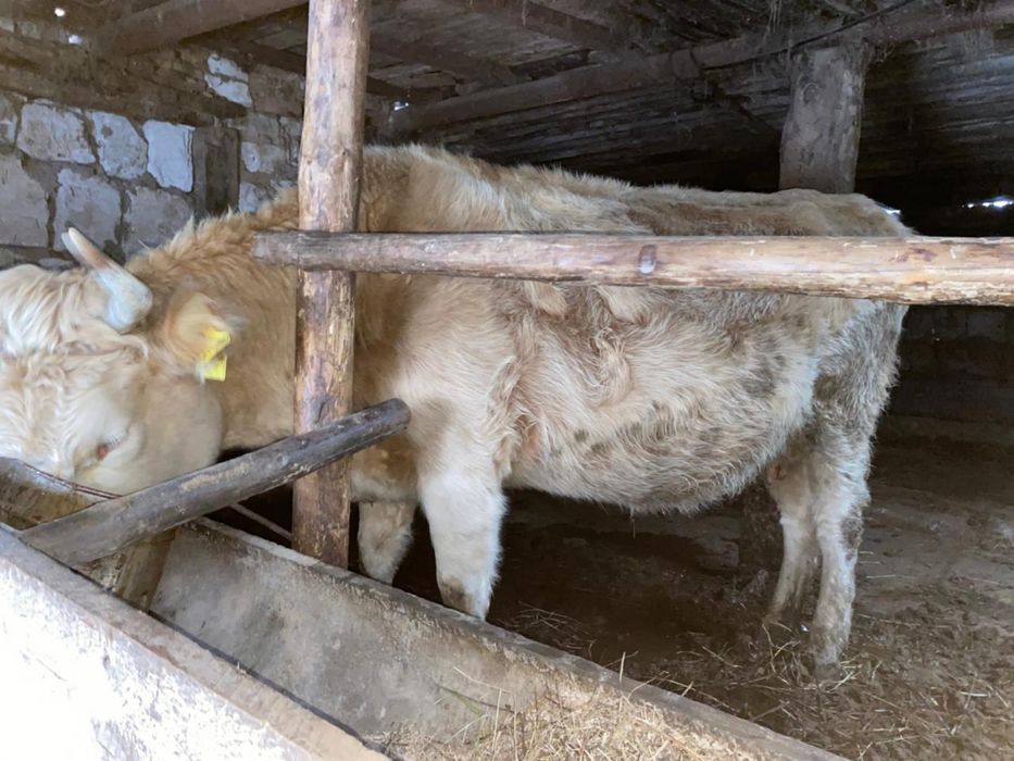 Продам корову , жирный