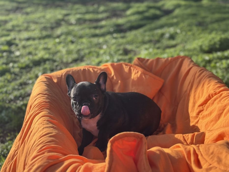 Два прекрасни френски булдога