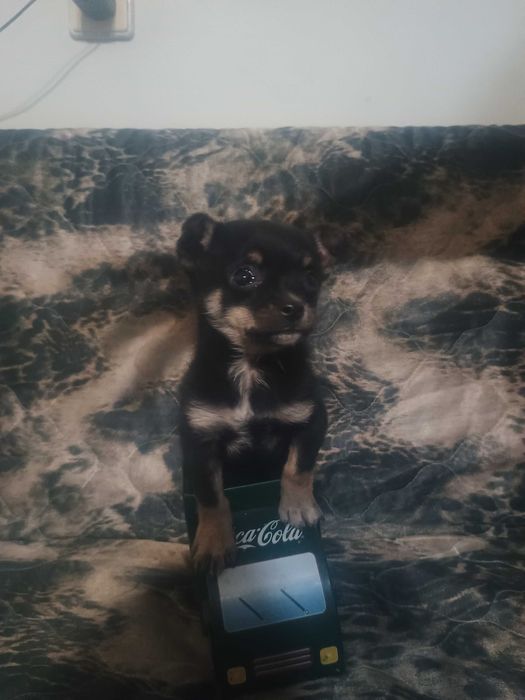 Свободни момчета чухопинчери