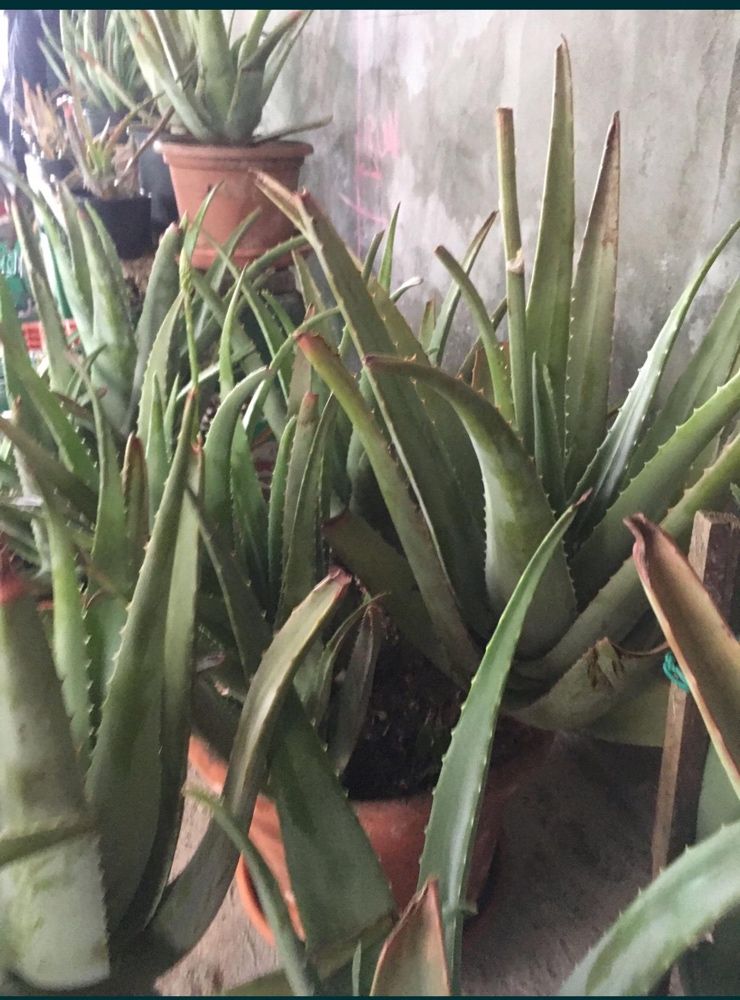 Vand aloe vera barbadensis miller