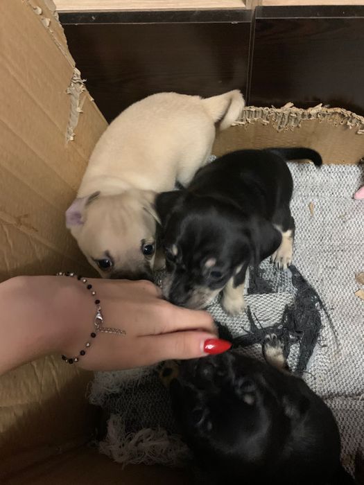 Кученца между пинчер и мопс