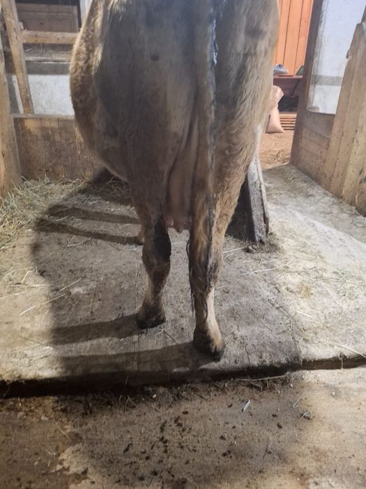 Vând vacă gestantă în a cincea lună