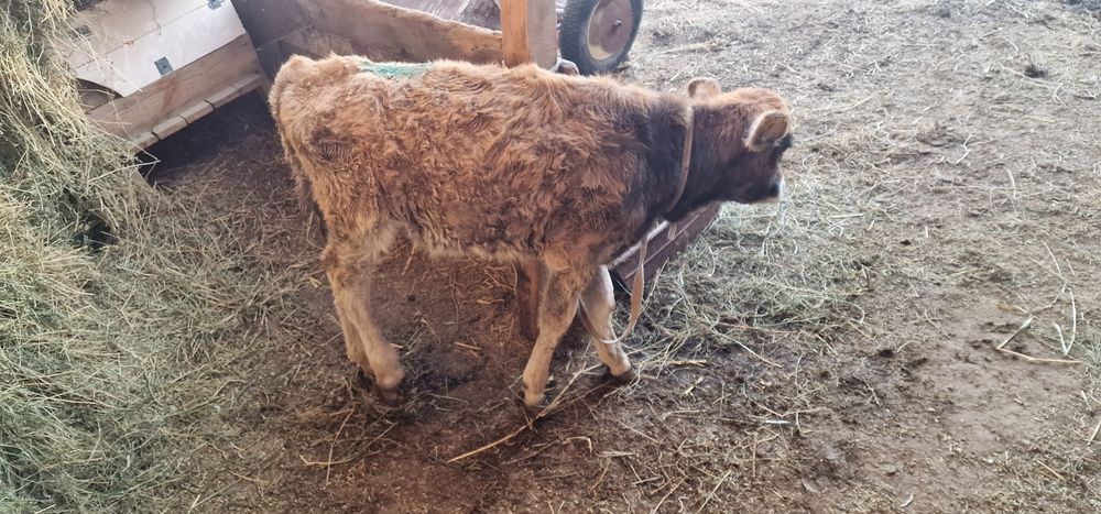 Продам бычка возраст 4 месяцев