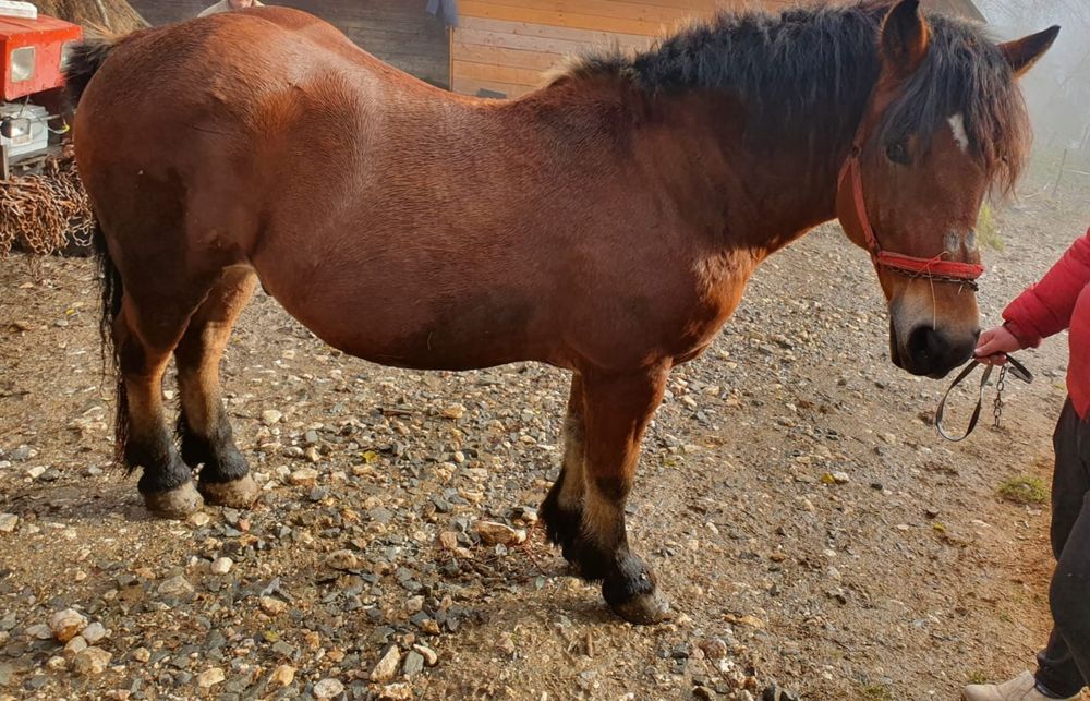 Se vinde cal foarte cuminte