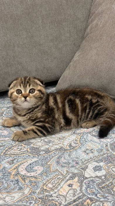 Шотландские котята