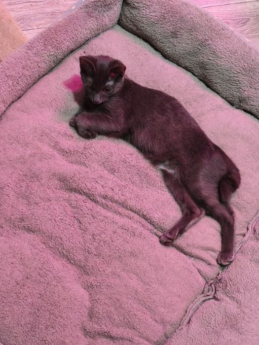 Котенок в добрые руки