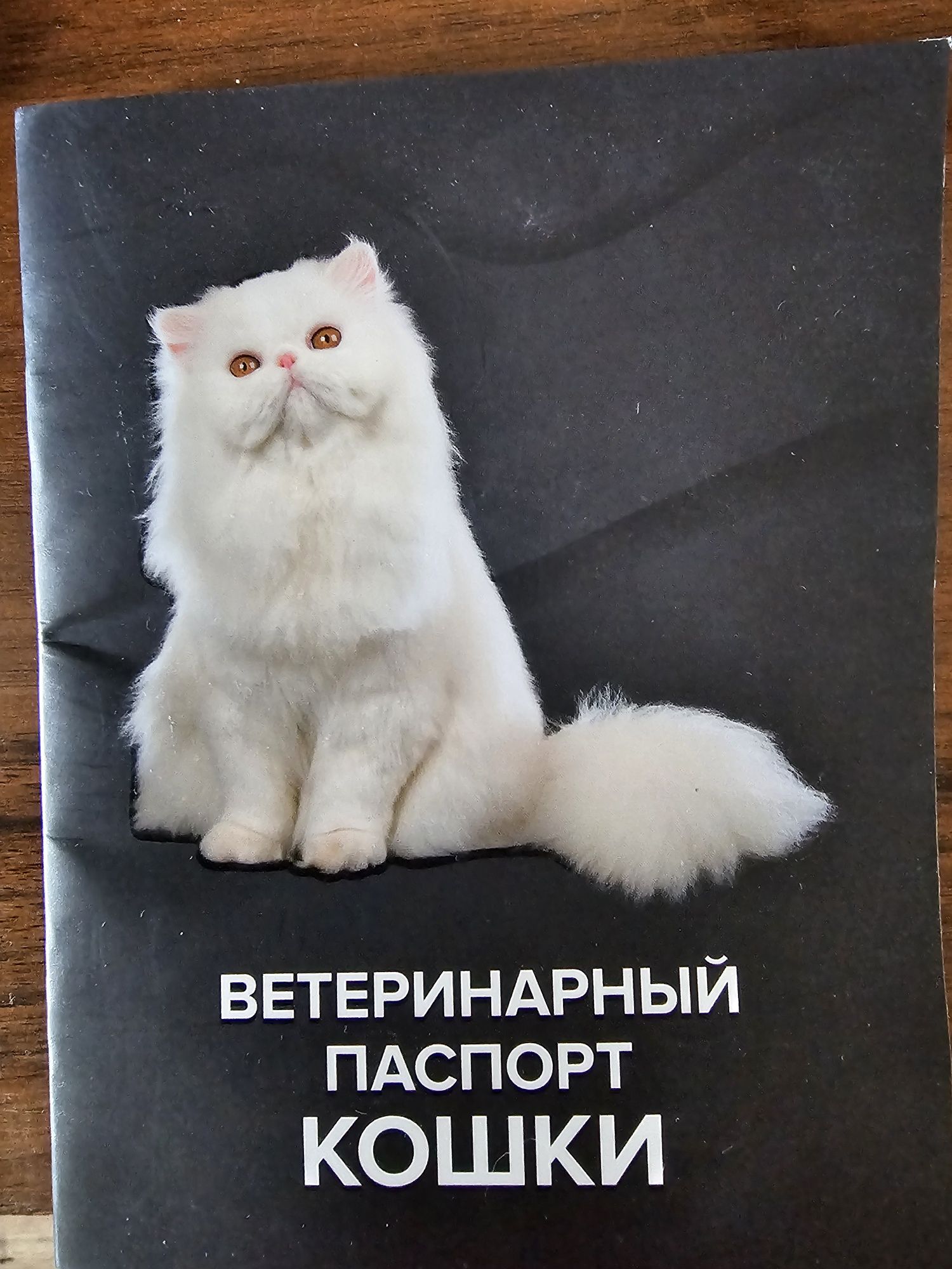 Котёнок 3 месяц 3 айлық мысық еркек паспорт имеется есть нормально