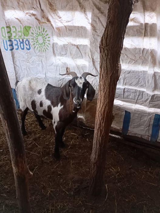 Vand doua capre si un țap