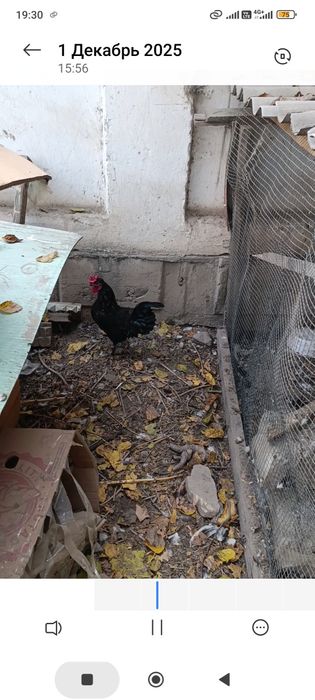 Япон хуроз сотилади