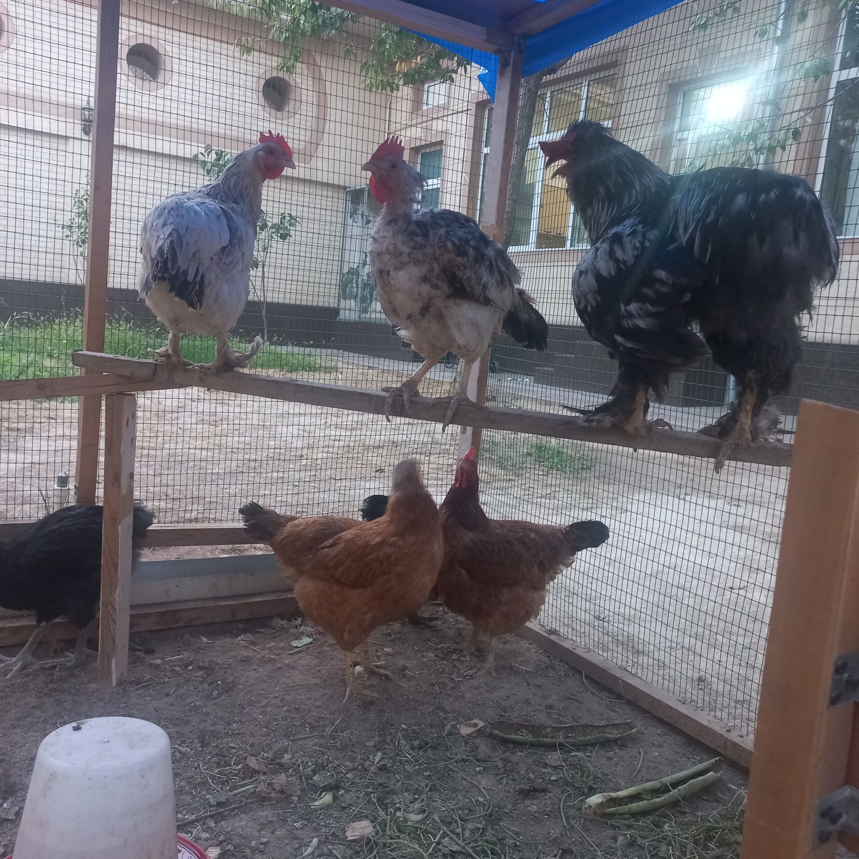 Damoshniy tovuqlar