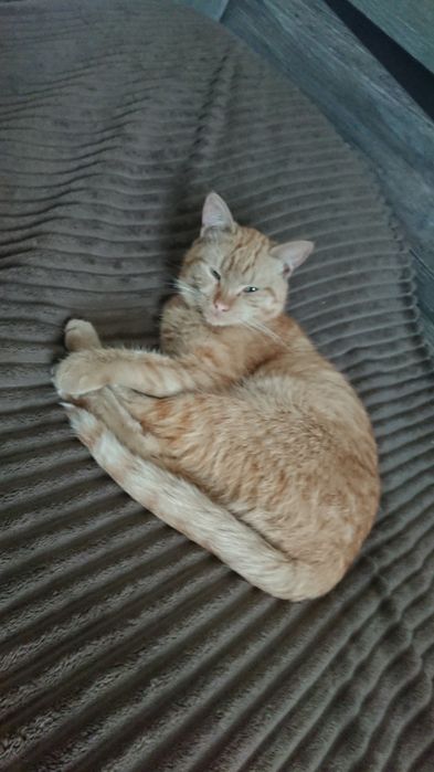 Отдам кота в хорошие руки рижик