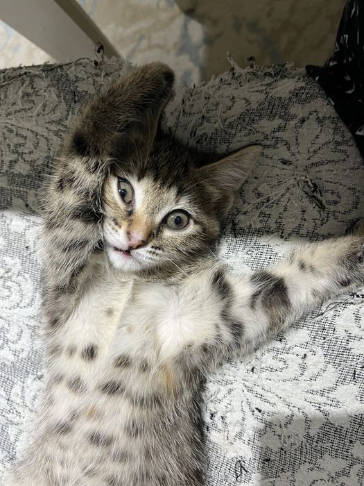 Продаю котенка в добрые руки