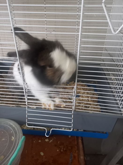 Подарявам зайче без кретката