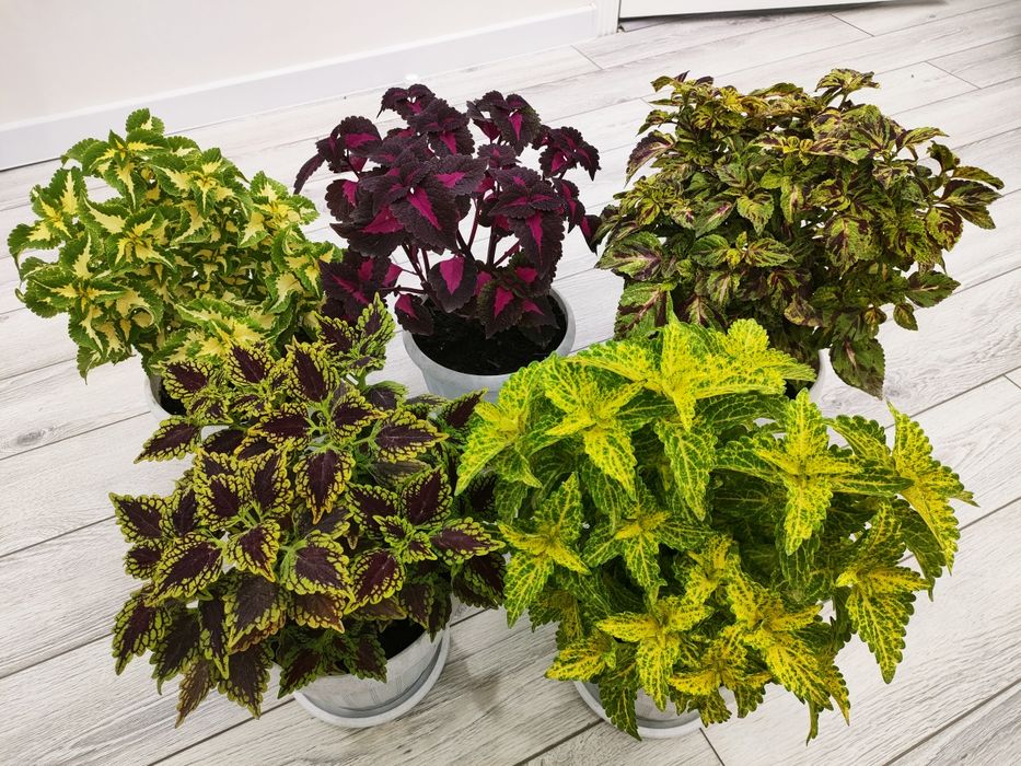 Растения.  // Доставка есть