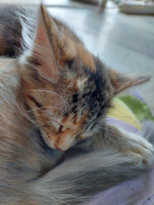 Котенок девочка 3мес.