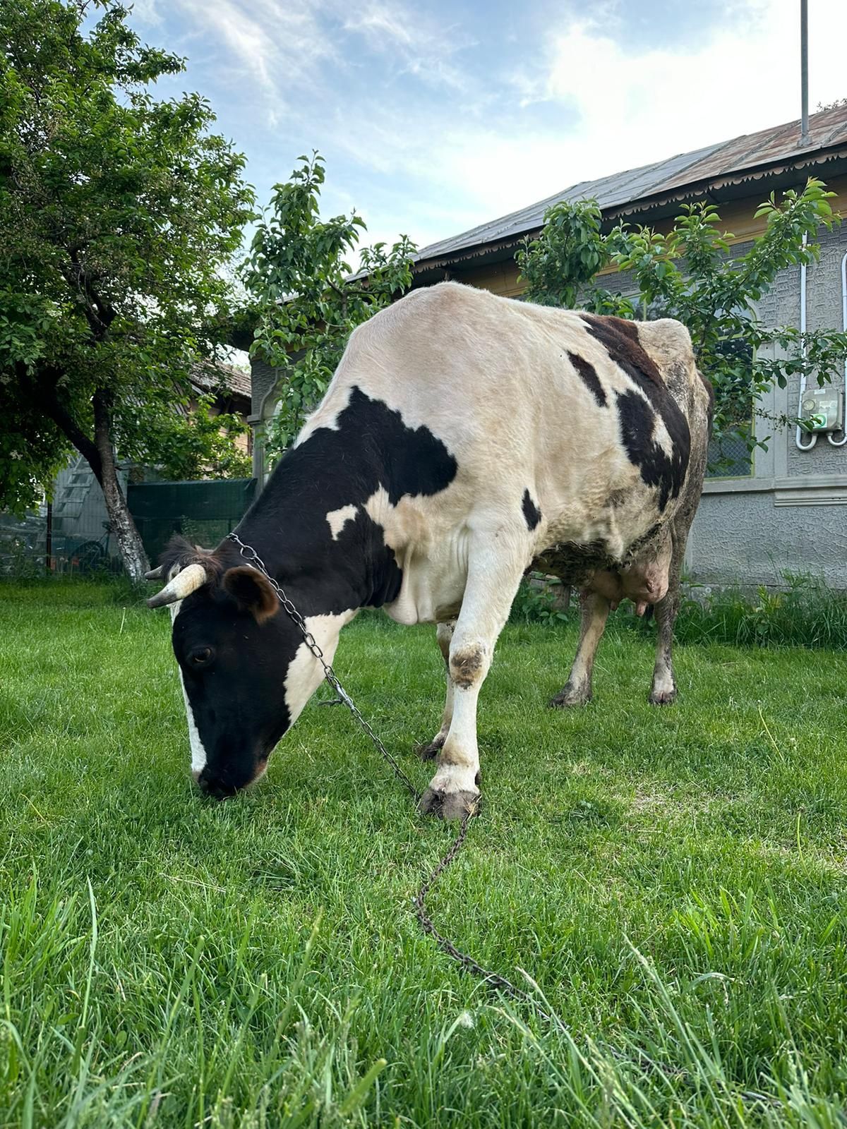 Vând vaca cu lapte