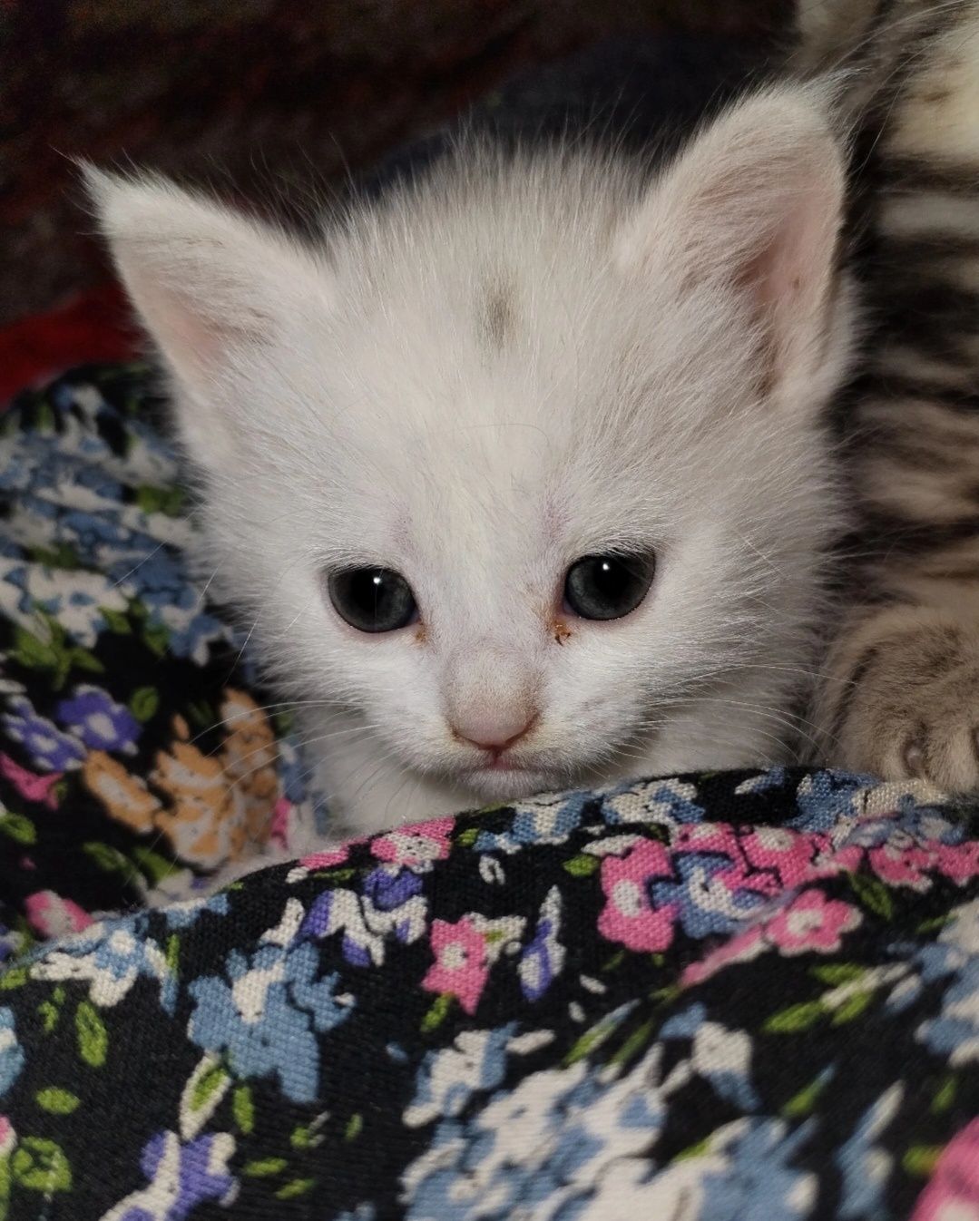 Продаётся котенок