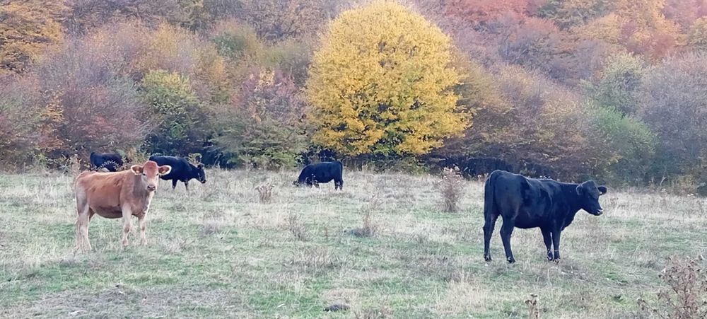 Свободни 15 бр. месодайни крави и юници