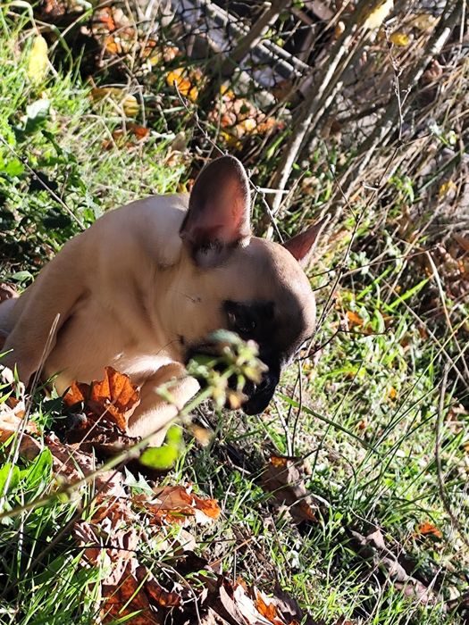 Френски болдог-Момче