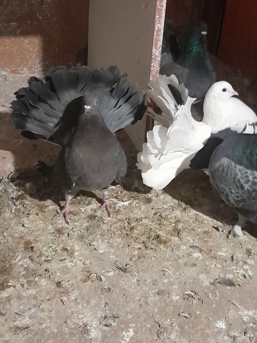 Vând porumbei curcani