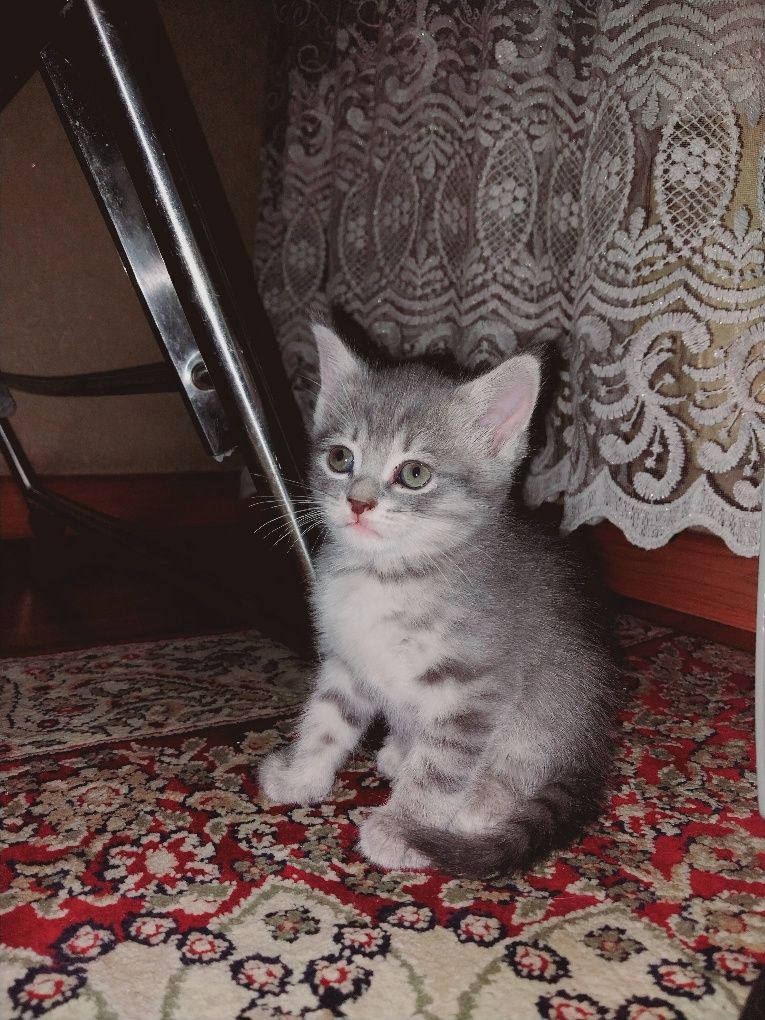 mushuk bolalari 2 oylik