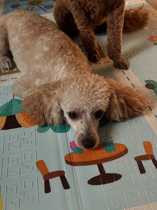 Той пудель на вязку