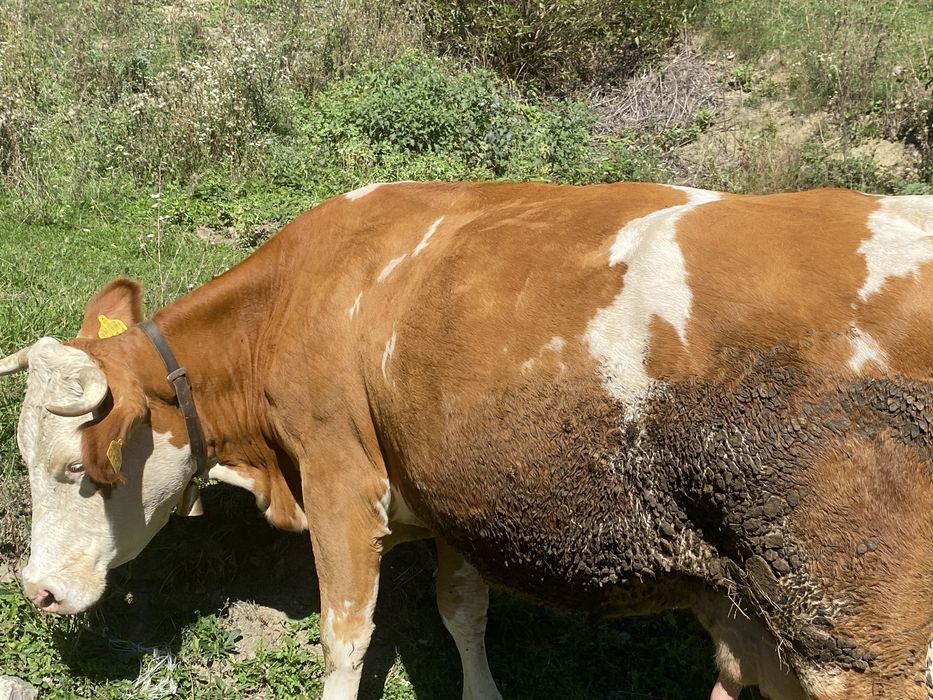 Vaca tinara buna de lapte