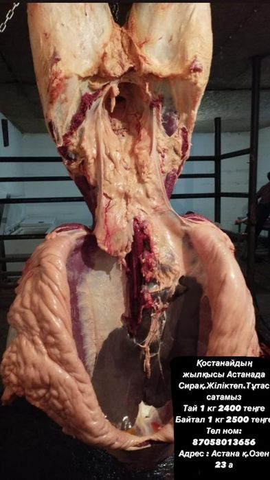 Астанада Костанайдын жылкылары согым