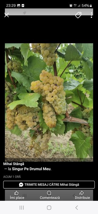 Vindem struguri de vin transportate la lădițe  la domiciliu  mulțumesk