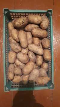 Продам картофель ,прошлогодний урожай