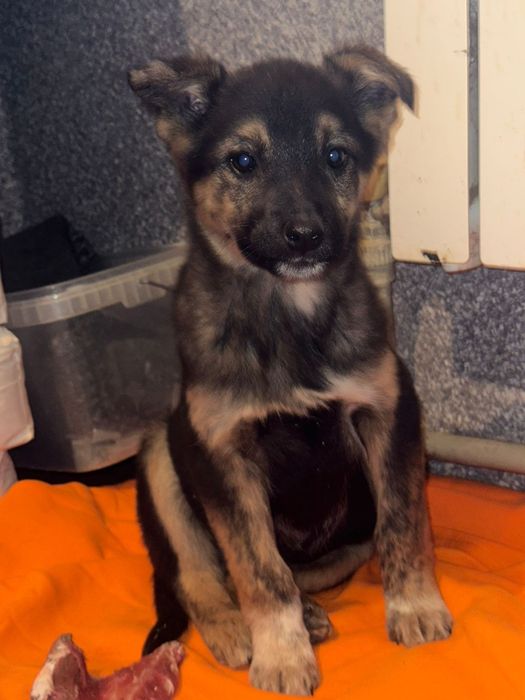 Пристраиваются в добрые руки