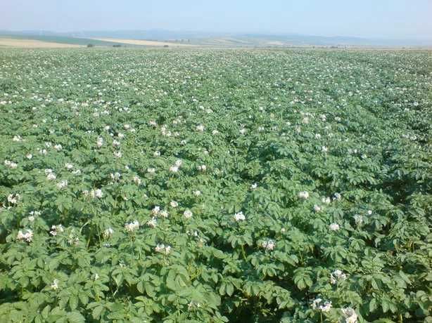 Vand cartofi consum si samanta, samanta Grau