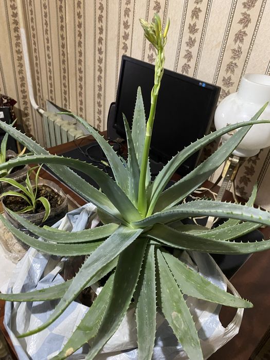 Продам алоэ вера 5 лет.