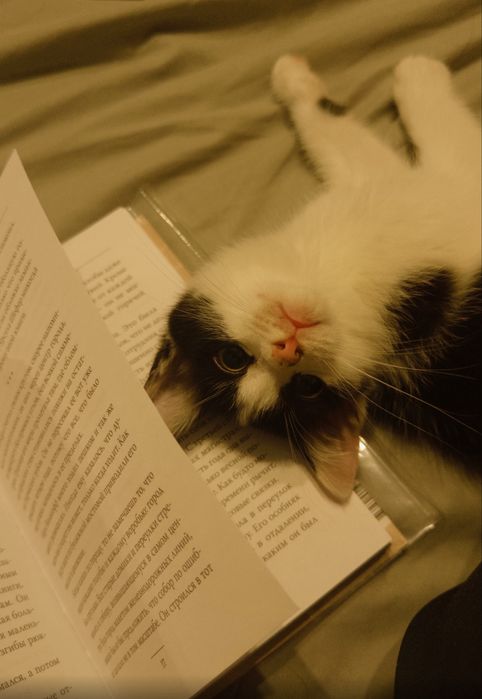 Котенок девочка.