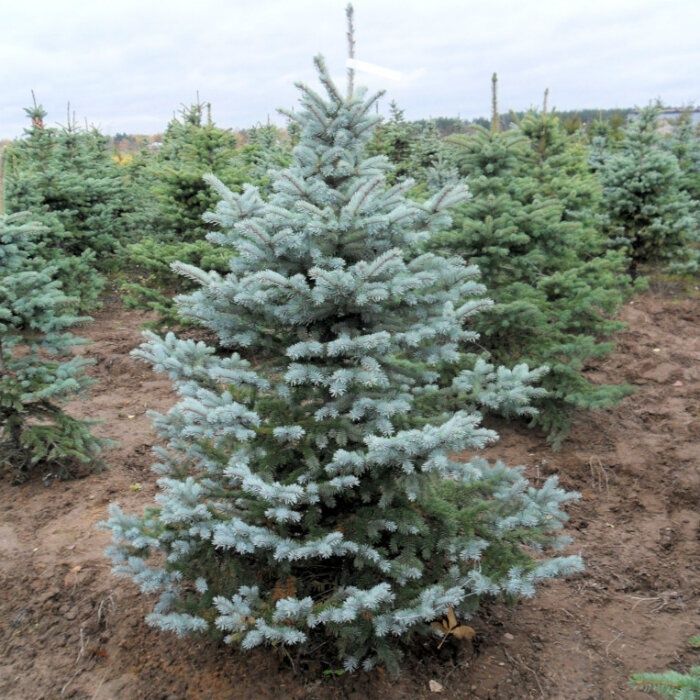 Продам саженцы ель голубая сосна ёлка кедр рябина липа дуб берёза