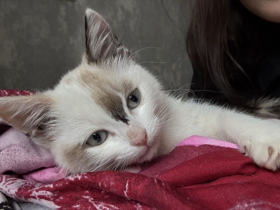 Отдадим котят в добрые руки