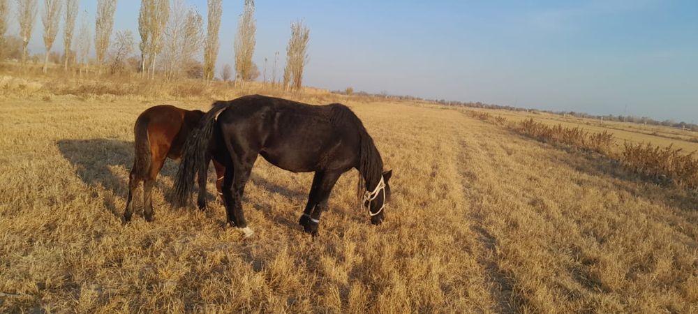 Құлынды  бие сатылады сауынды бие 720 000