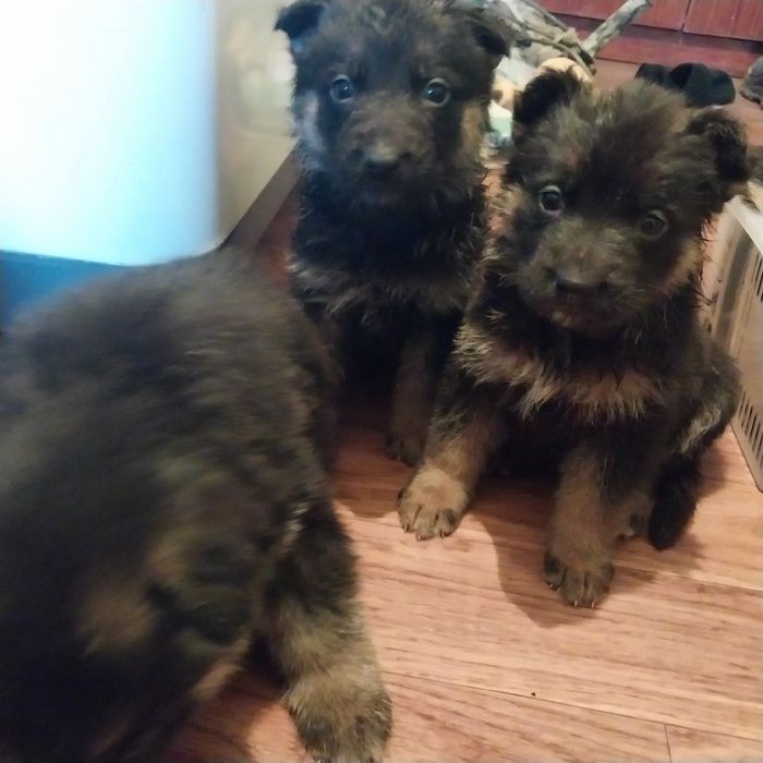 Продам щенков немецкой овчарки.