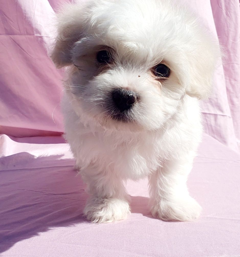 Catel Bichon Maltez