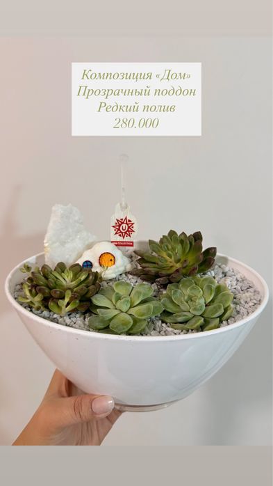 Композиция из суккулентов «Дом»