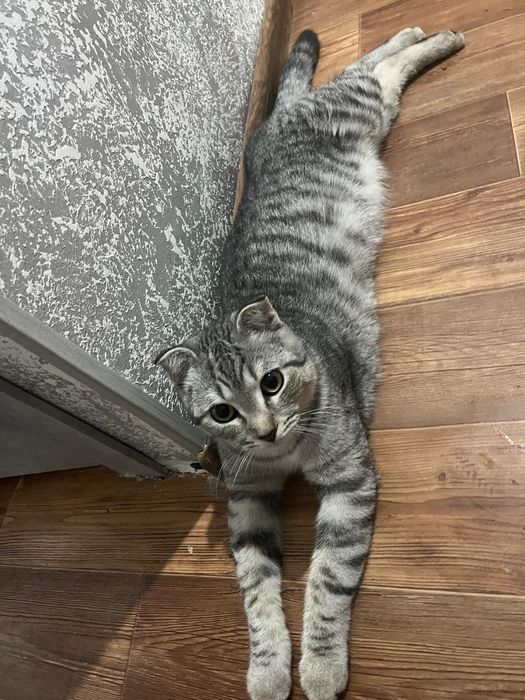 Отдам в добрые руки кота Амурчика