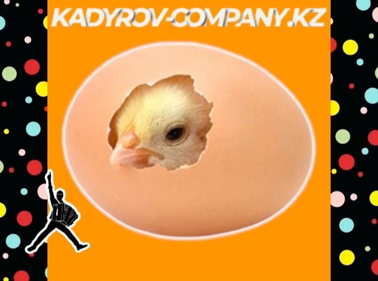Инкубационное яйцо Ломан браун несушка привозной Россия ИЯ5