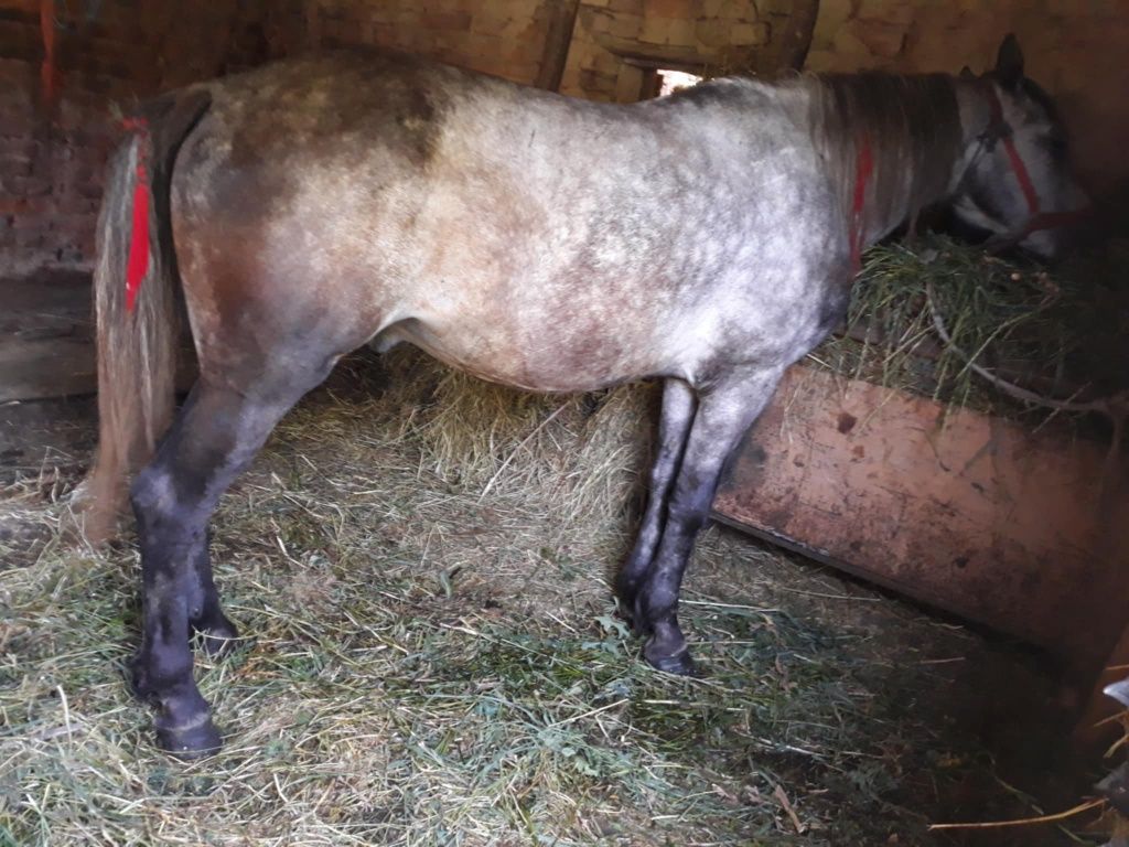 Cal  de vanzare olx